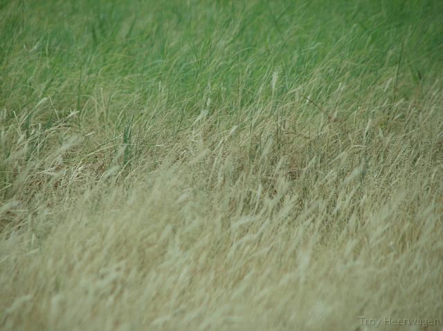 c3062 grass <a href=
